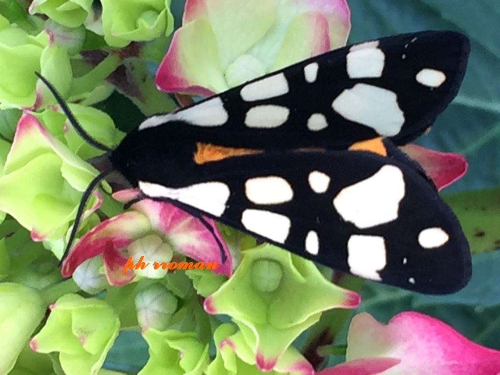 Arctia villica, maschio